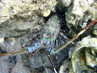 Costa Rica Pacific sea life