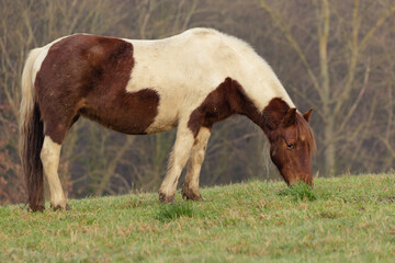 A chestnut skewbald pinto pony grazing in rural countryside