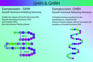 GHIH-GHRH Somatostatin and Somatostatin hormone peptide structure and infographic with short information about biological role on purple background.