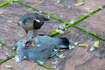 A wild eurasian sparrowhawk eating and standing on the carcass of its prey, a common wood pigeon