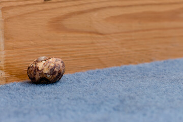 Remnants of a conker nibbled on by mice beside a skirting board