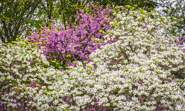 View of blooming dogwood tree with blooming redbud tree in background in spring in Midwest