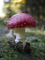red fly mushroom in the forest