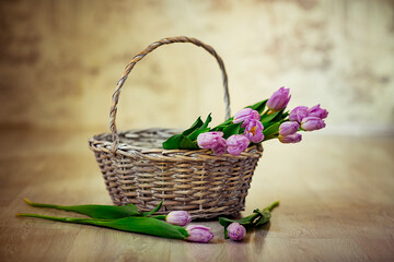 Fototapeta na wymiar basket with fresh, purple tulips