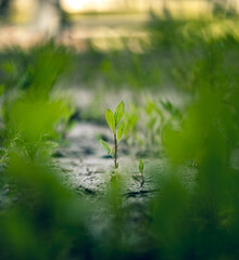 A small, green plant