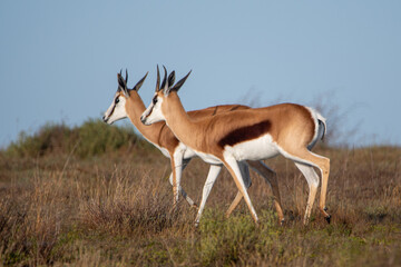 Naklejka na ściany i meble Two springbok in the wild of Africa