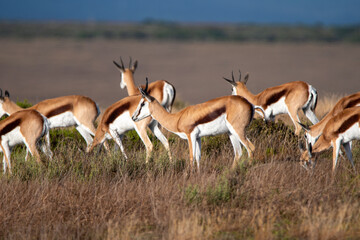 Springbok in the wild of Africa