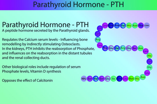 PTH Parathyroid hormone hormone peptide structure and infographic with short information about biological role on purple background.