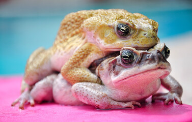 two large toads, one on top of the other, are on top of a  pool board.