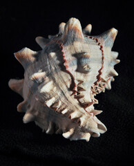 large shell on a black background, sealife still life.