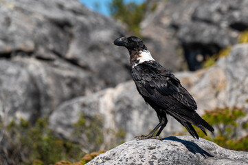 A vulture raven on top of Table Mountain in Cape Town