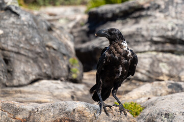 A vulture raven on top of Table Mountain in Cape Town