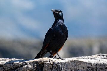 A red-winged starling on top of Table Mountain in Cape Town