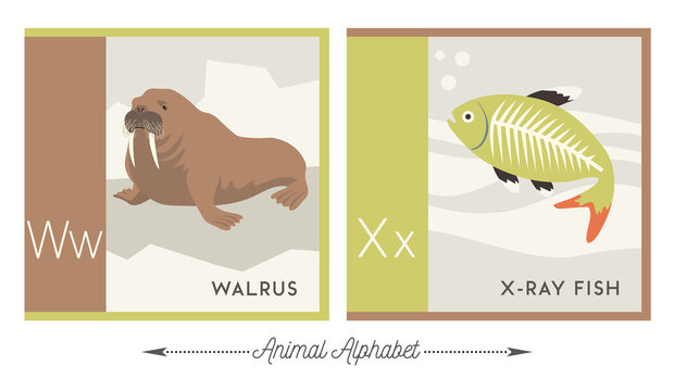 Illustrated alphabet with animals for kids. Letter W for walrus and letter X for x-ray fish. Vector collection of wildlife. For printable cards, learning tools, decor.