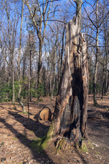 An old dead tree on a forest edge in the rays of sunlight in early spring against the background of tree trunks and a blue sky. Top side view