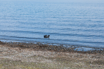 湖岸の水鳥