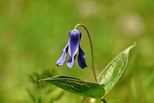 Purple flower with leaves, Clematis whole-leaved, on a spring sunny day on a natural blurred background close-up.