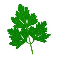 Fresh parsley herb. Vector flat illustration.