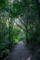 Fototapeta na wymiar Path through the lush green forest