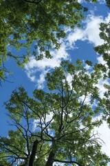 beech leaves, detail in the background with grass, simple and minimalist concept, symbols of simplicity and beauty, enrgy and autumn atmosphere