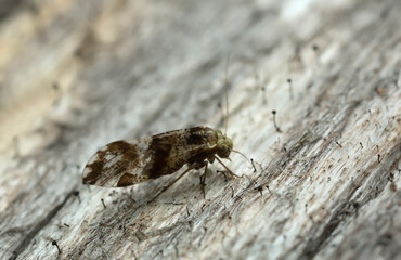 Barklice, Psocoptera on pine wood with lichen, macro photo