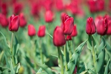 Flowerbed of red tulips. Detail. Blooming summer days. A typical European flower.