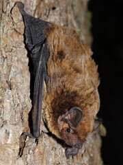 The lesser noctule, Leisler's bat or the Irish bat (Nyctalus leisleri) on a tree trunk