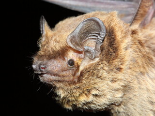 The lesser noctule, Leisler's bat or the Irish bat (Nyctalus leisleri) portrait