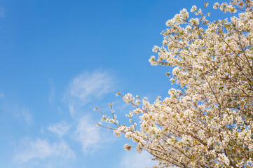 番所丘公園の満開の桜を近接撮影	