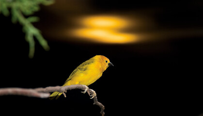 Golden Weaver on Branch