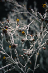 Plant in the garden