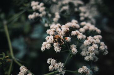 Flowers in the garden