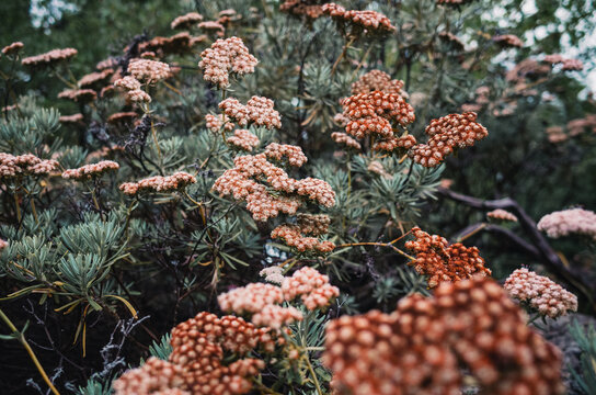 ozothamnus