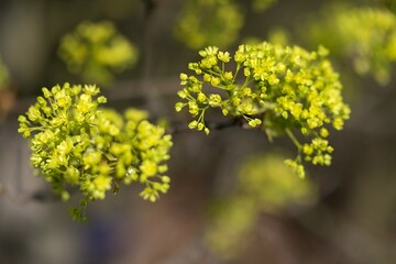 The spring is coming. Focused on yellow flowers. Spring colors, beautiful sunny weather. Begin allergies. Season.