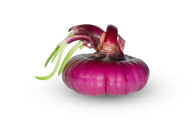 flattened red onion bulb with green sprouts like beauty with hair (spanish onion)