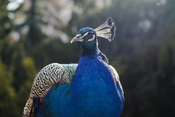 Fototapeta premium Portrait of peacock, wild animal, trees, forest and park background. Morning light creates a peaceful atmosphere