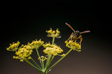 
bee perched on a colored flower
