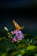 colored butterfly perched on a flower

