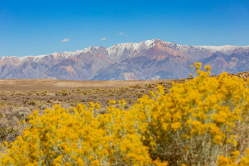 Sunny view of a snow mountain with yellow flower blossom