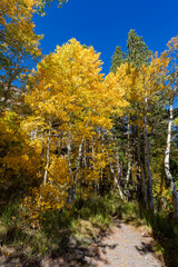Sunny view of the fall color in June Lake Loop