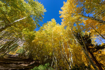 Sunny view of the fall color in June Lake Loop