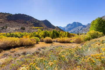 Sunny view of the fall color in June Lake Loop