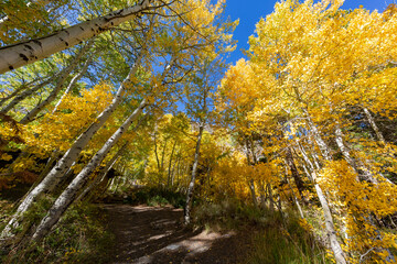 Sunny view of the fall color in June Lake Loop