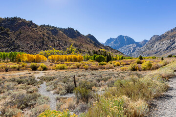 Sunny view of the fall color in June Lake Loop