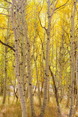 Fototapeta premium Sunny view of the fall color in June Lake Loop