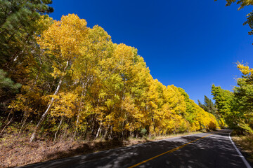 Obraz premium Sunny view of the fall color in June Lake Loop