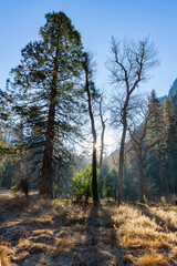 Daytime view of the beautiful Yosemite National Park