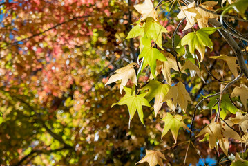 Sunny view of the fall color of Valyermo of Los Angeles County