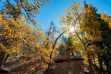 Sunny view of the fall color of Valyermo