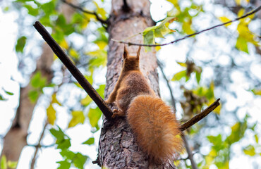 red squirrel in the forest on a tree